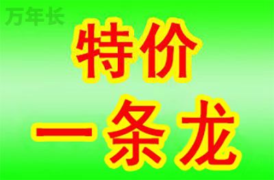 广东省高州市新垌镇墓地哪家好一点？